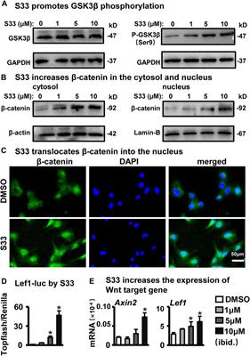 Sustained release of a highly specific GSK3β inhibitor SB216763 in the PCL scaffold creates an osteogenic niche for osteogenesis, anti-adipogenesis, and potential angiogenesis